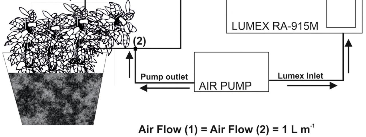 Evaluación experimental del intercambio diario de mercurio atmosférico en Epipremnum aureum