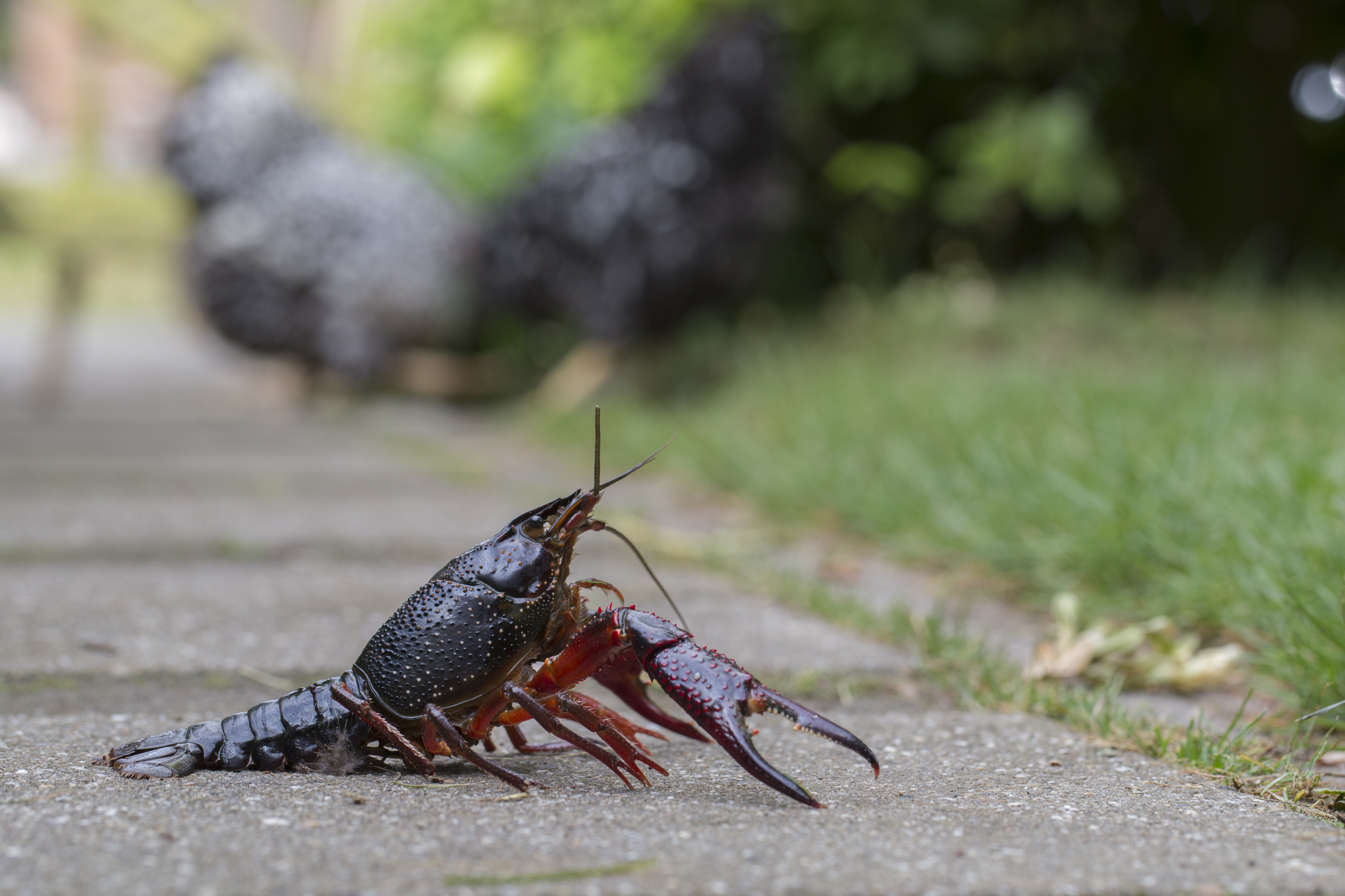 Ejemplar de cangrejo rojo americano (Procambarus clarkii) analizado como bioindicador de contaminación en el río Valdeazogues