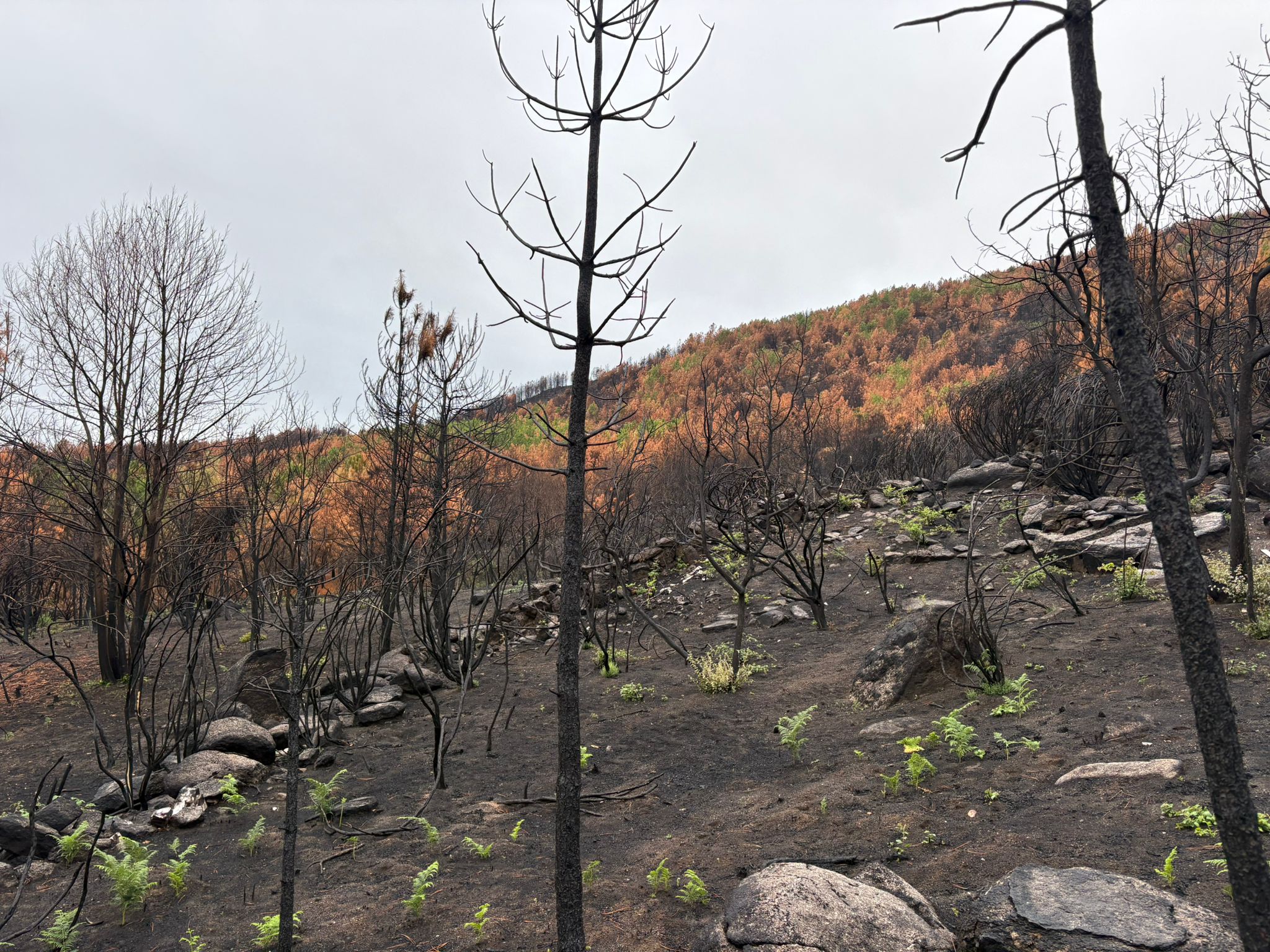 Restautación pos incendio