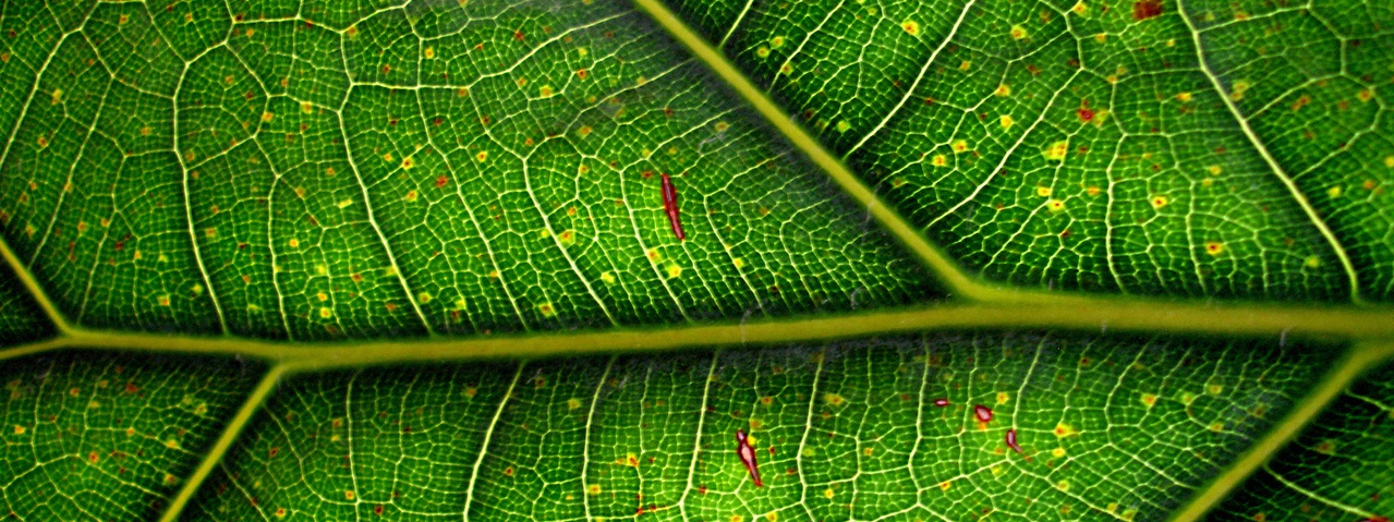 Foto ampliada del envés de una hoja de arbol