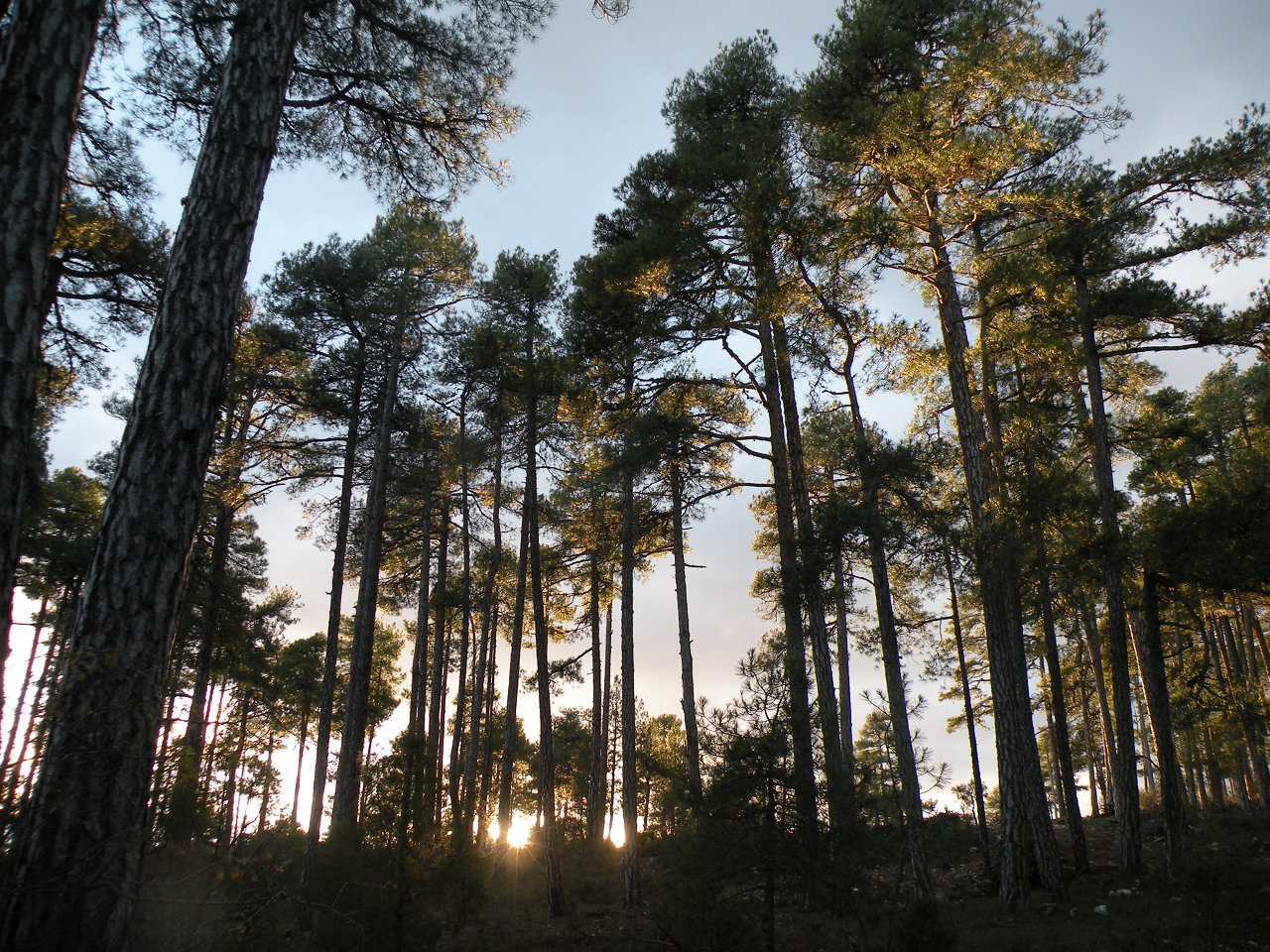 Bosque