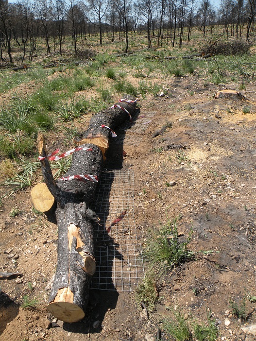 Tronco de arbol talado