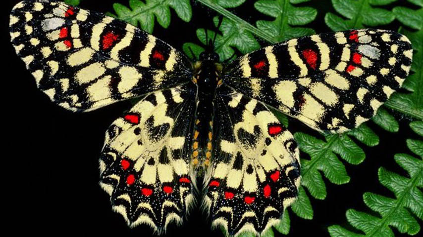 Zerynthia rumina