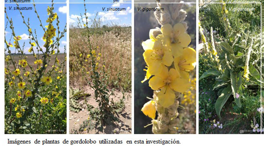 Plantas gordolobo, publicación