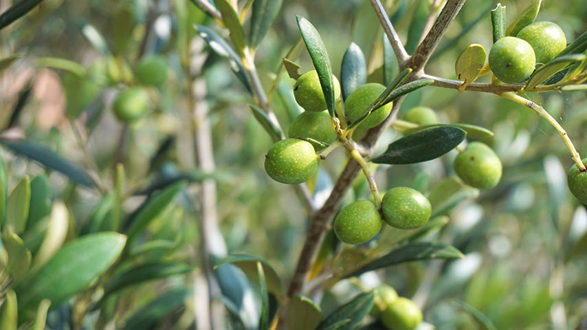 Imagen de un olivo con sus frutos