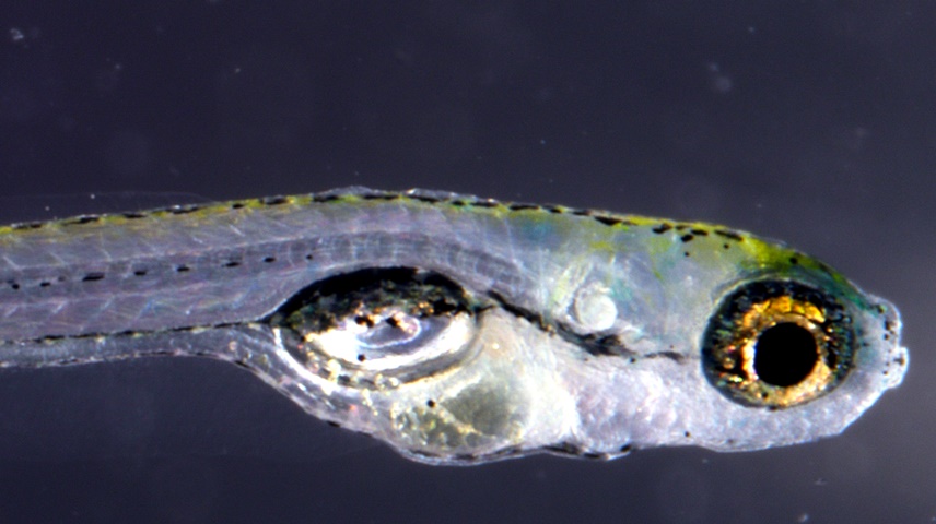 Pez cebra, miocilina