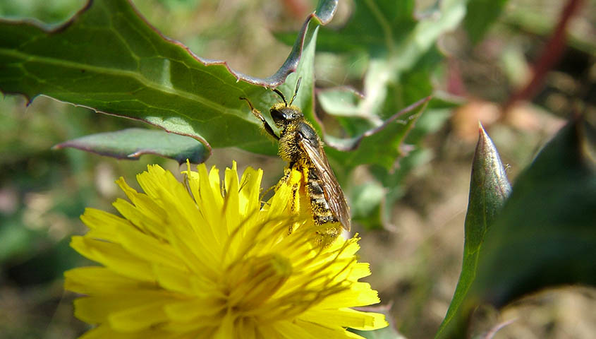 abeja polinizadora sobre flor amarilla