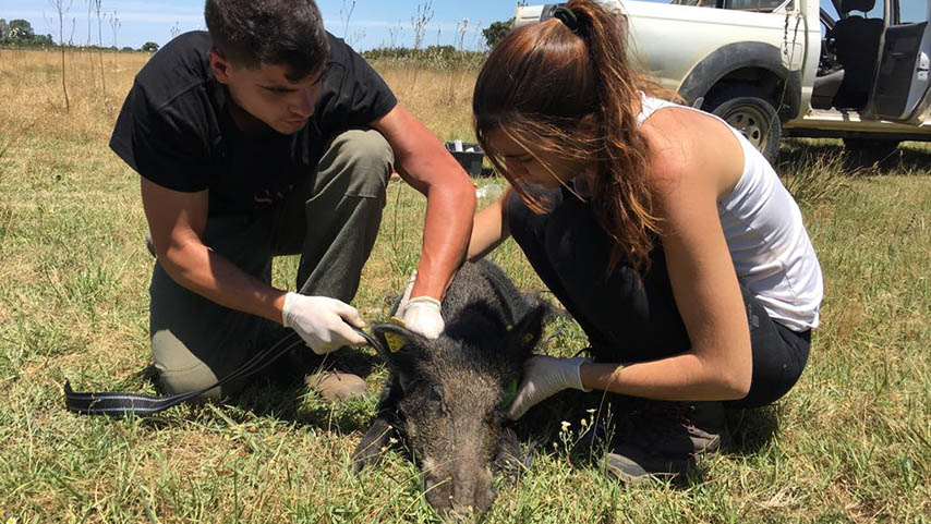 ENETWILD, propuesta europea para la vigilancia de las enfermedades transmisibles zoonóticas desde la fauna silvestre