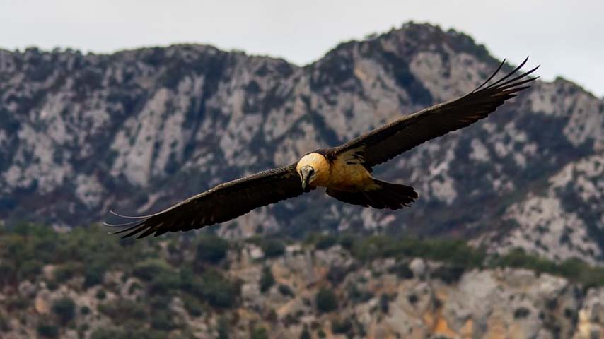 El IREC edita la primera monografía sobre el estado de conservación del quebrantahuesos en España.