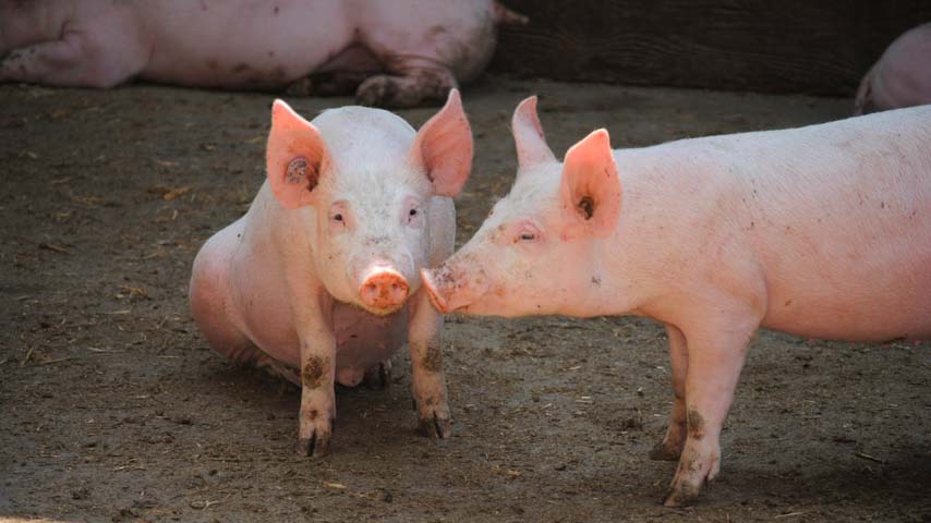 Modelo epidemiológico para controlar la expansión de la enfermedad de Aujeszky en cerdos.