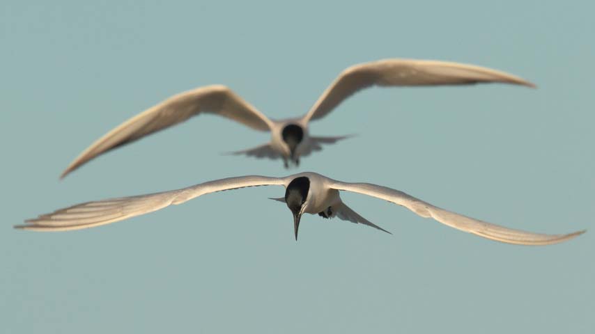 Estudio IREC efectos negativos de la contaminación química sobre la salud reproductiva de las aves.
