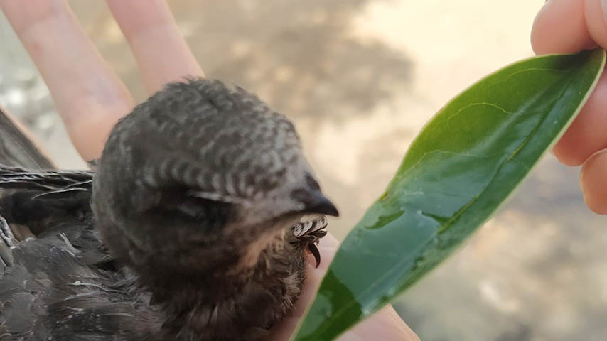 Pollo de vencejo rescatado por un voluntario.
