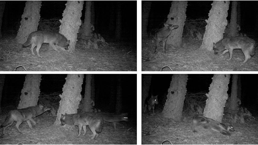 Un estudio del IREC identifica la cadaverina como el mejor atrayente efectivo para detectar al lobo ibérico