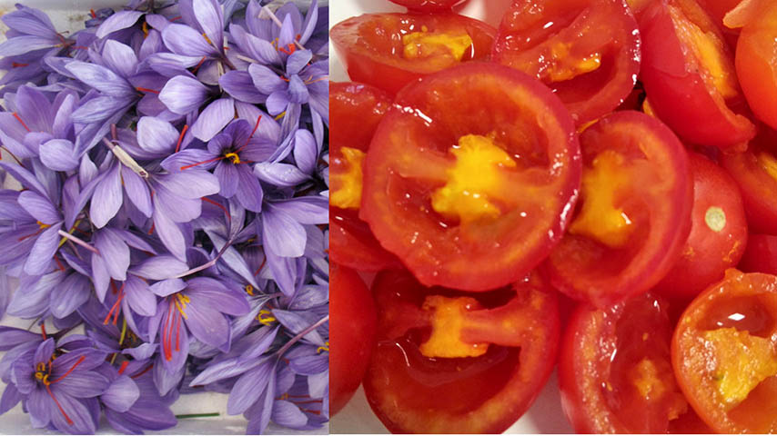 Tomates con azafrán