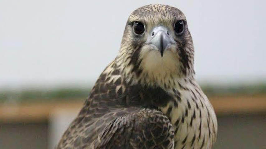 Investigadores del IREC optimizan un método para criopreservar el semen de las aves rapaces