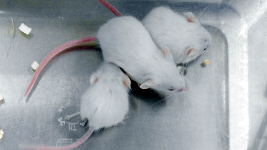 Ratones transgénicos utilizados en el experimento