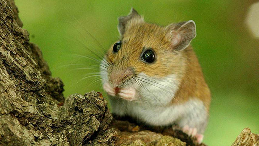 ratón, investigación machos determinan sexo de sus crías