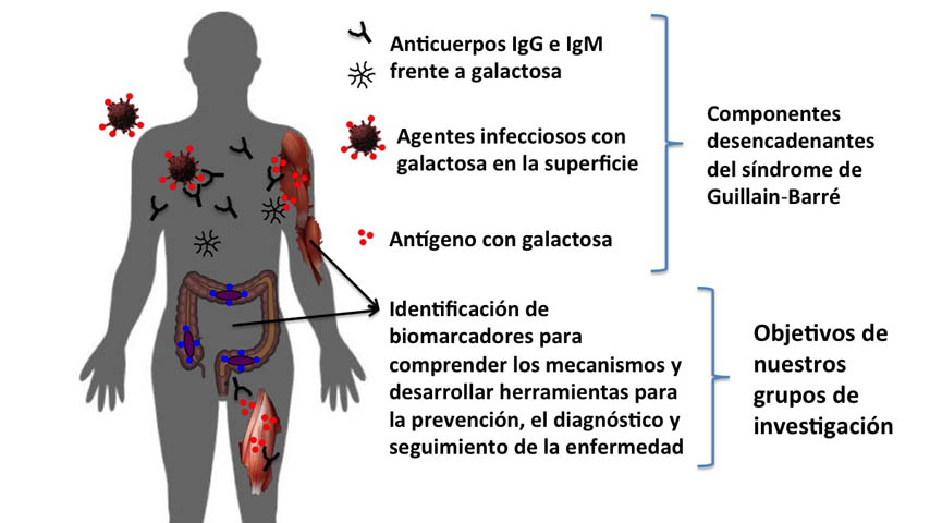 Investigadores del IREC estudian el Síndrome de Guillian-Barré.