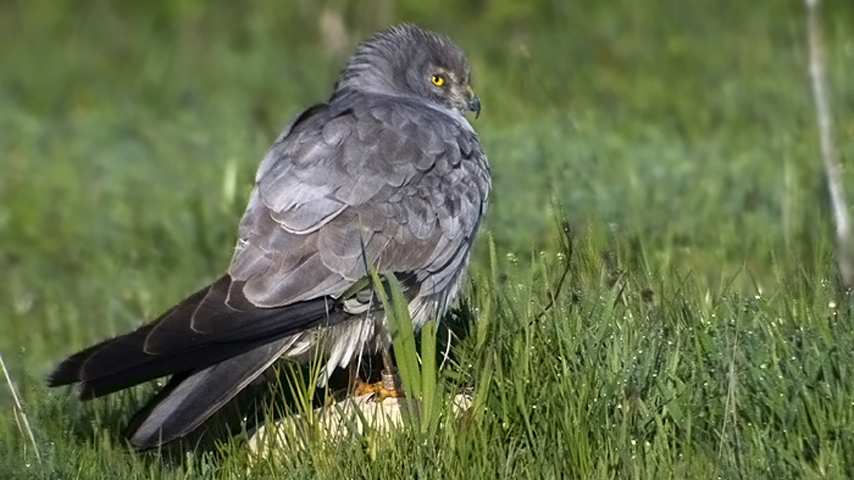 Hembra de aguilucho cenizo