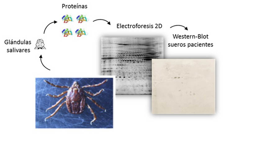 El IREC certifica anticuerpos en pacientes anafilácticos a la picadura de garrapata