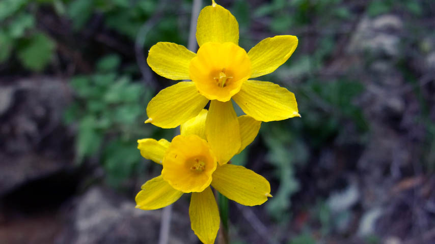 El ‘Narcissus fernandesii’ vive exclusivamente en la parte suroccidental de la Península ibérica. En Castilla-La Mancha se considera especie amenazada. 