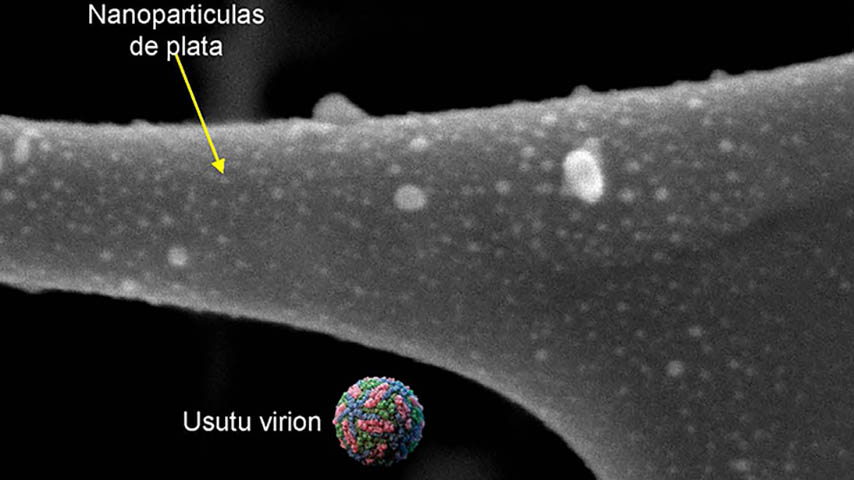 Un estudio de la UCLM demuestra la eficacia de las nanopartículas de plata como agentes antivirales