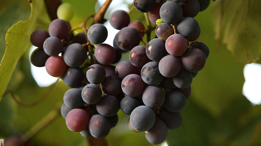 Uvas