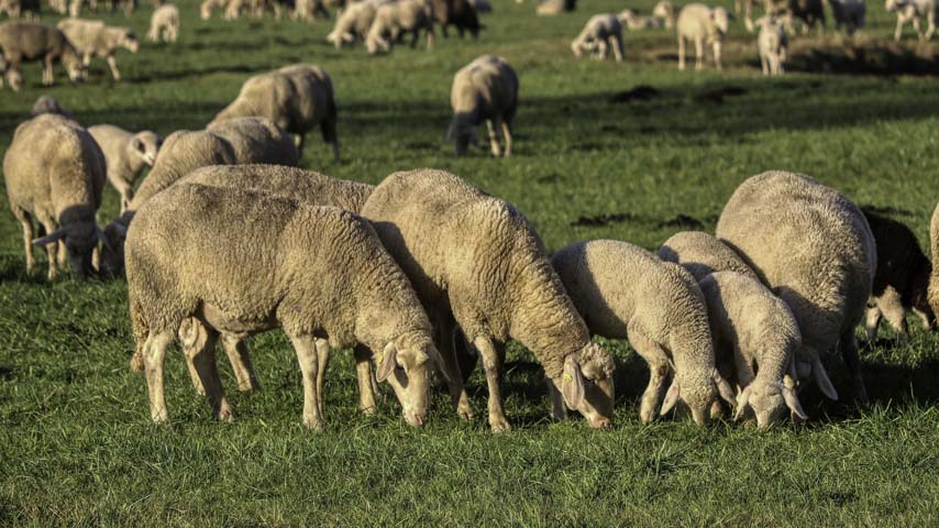 Investigación del IREC sobre contaminación de terrenos de pasto y ganado.