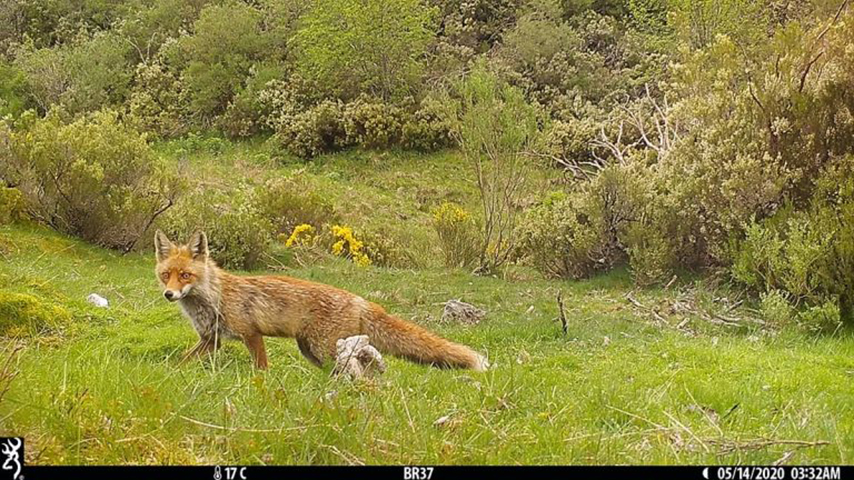 Imagen de un zorro obtenida por el IREC mediante fototrampeo
