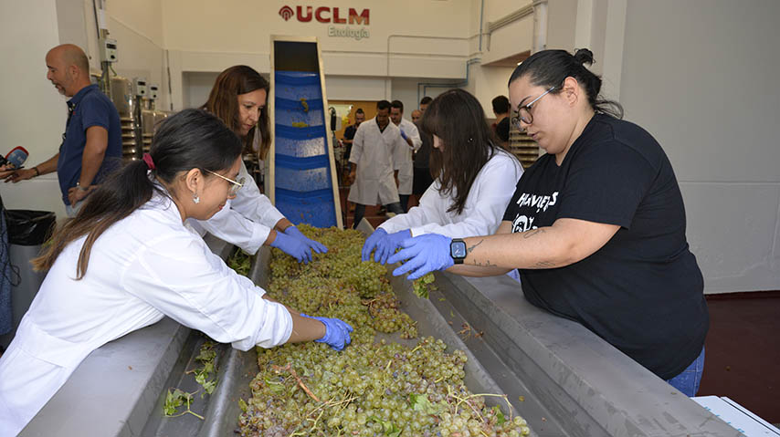 La bodega experimental de la UCLM inicia su primera campaña de vendimia.