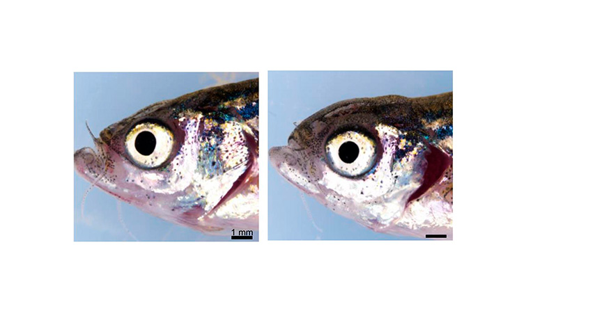 Gen nuevo enfermedades genéticas oculares raras 