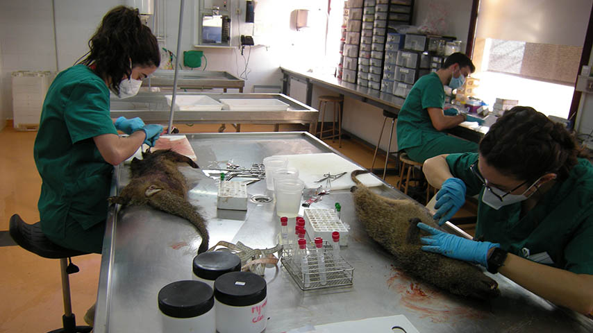 Dos investigadoras del IREC hacen sendas necropsias a dos animales 