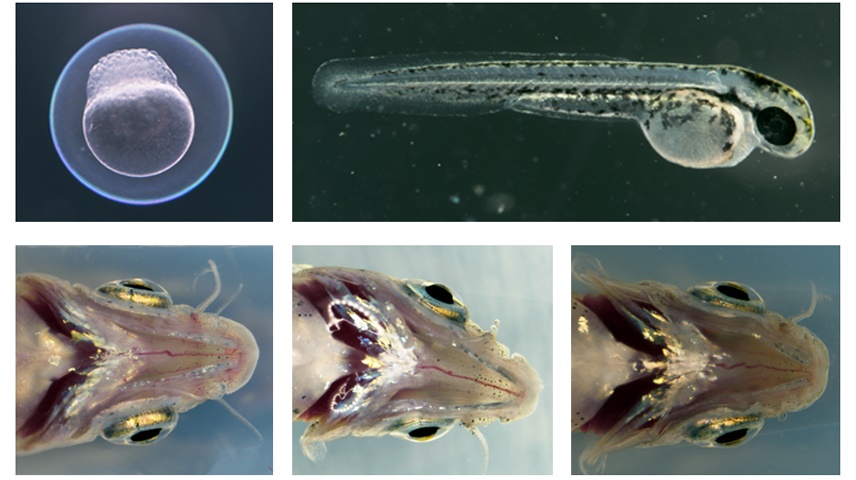 Estudio  glaucoma, pez cebra