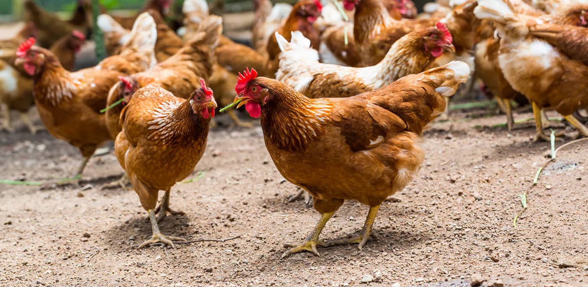 Lo que las gallinas nos enseñan sobre el