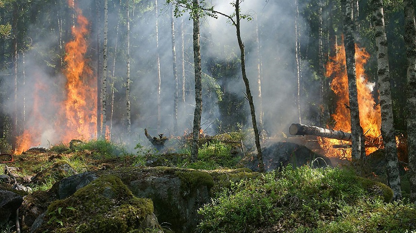 Incendio forestal