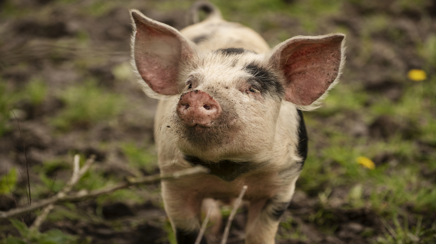 Ocho cuestiones clave sobre la peste porcina africana