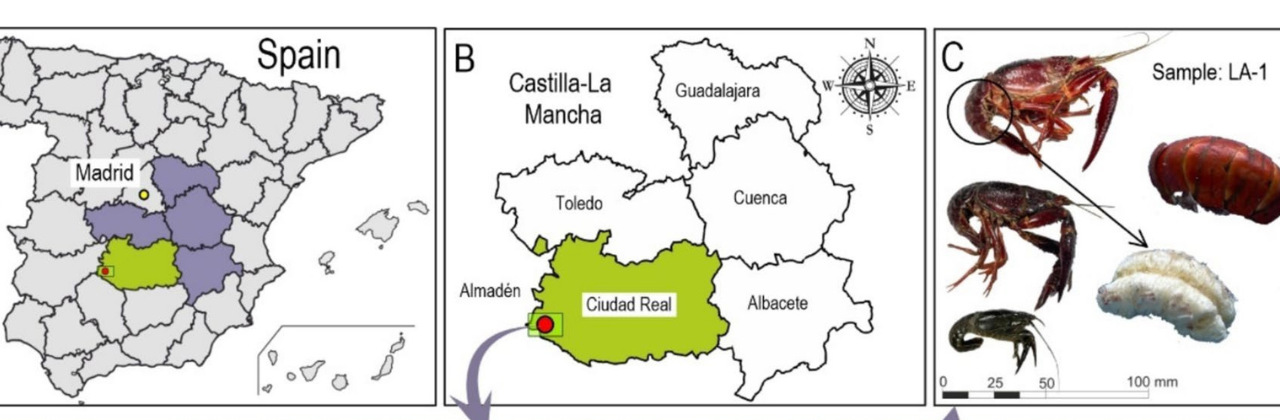 Evaluación del nuevo papel de la especie